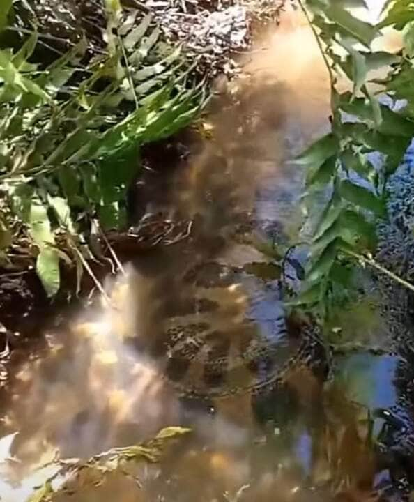 Fascinante sucuri que surpreendeu sitiantes com sua majestosidade; encontro épico