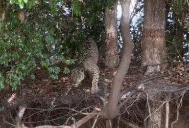 Onça-pintada surpreende ao capturar jacaré com salto perfeito no Pantanal