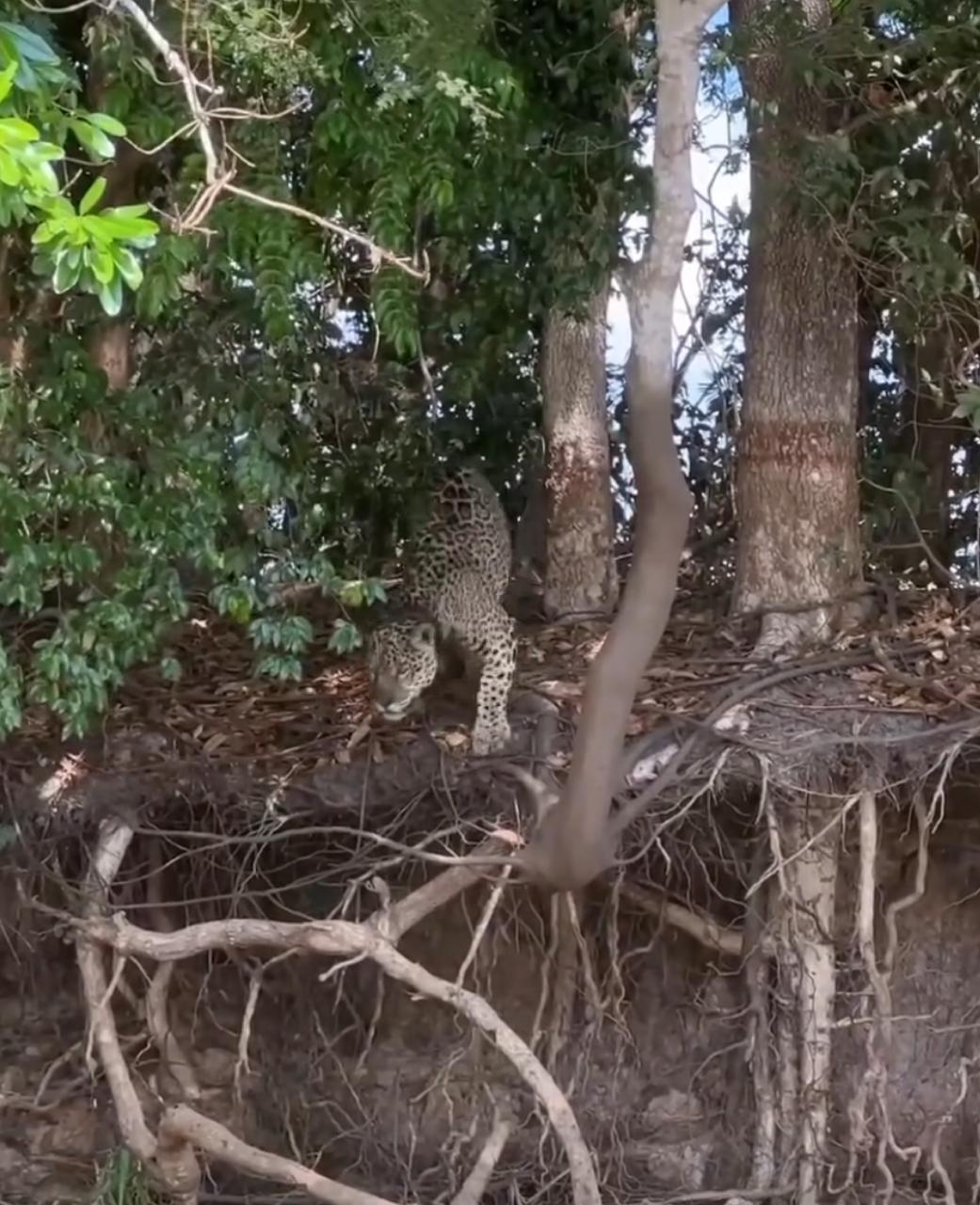 Onça-pintada surpreende ao capturar jacaré com salto perfeito no Pantanal