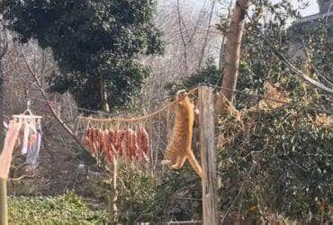 Gato malabarista rouba a cena em tentativa cômica de pegar um salame.