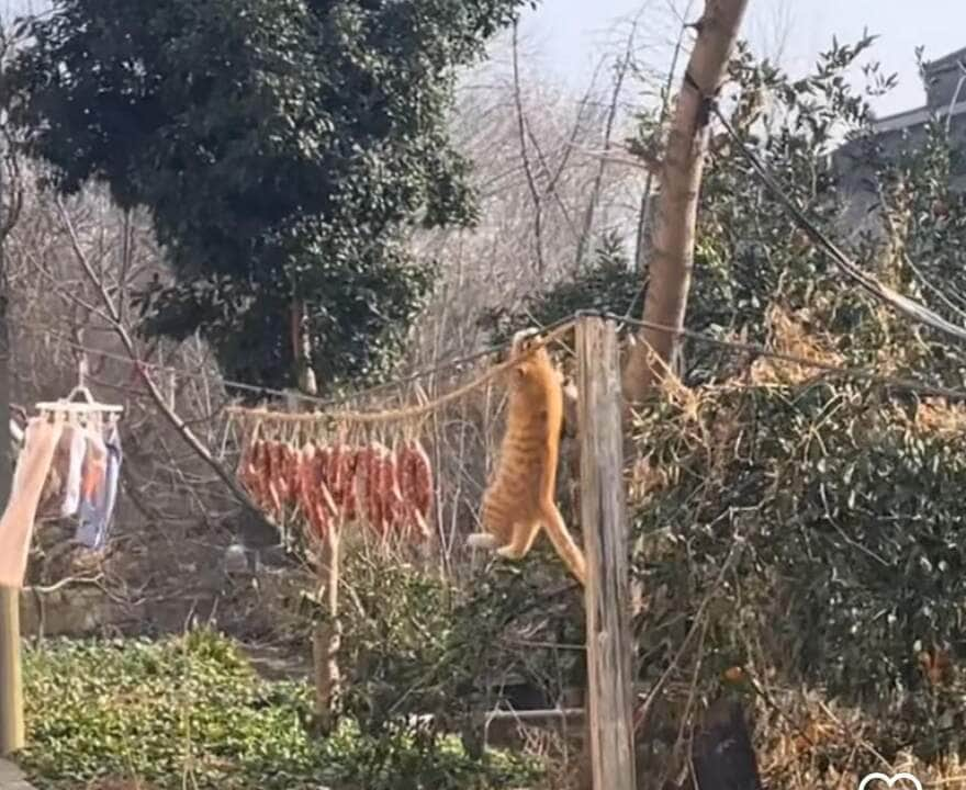 Gato malabarista rouba a cena em tentativa cômica de pegar um salame.