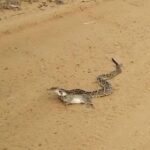 Cena selvagem na estrada: cobra cascavel surpreende ao predar preá em flagrante único