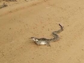 Cena selvagem na estrada: cobra cascavel surpreende ao predar preá em flagrante único