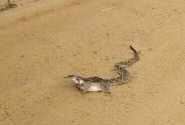 Cena selvagem na estrada: cobra cascavel surpreende ao predar preá em flagrante único