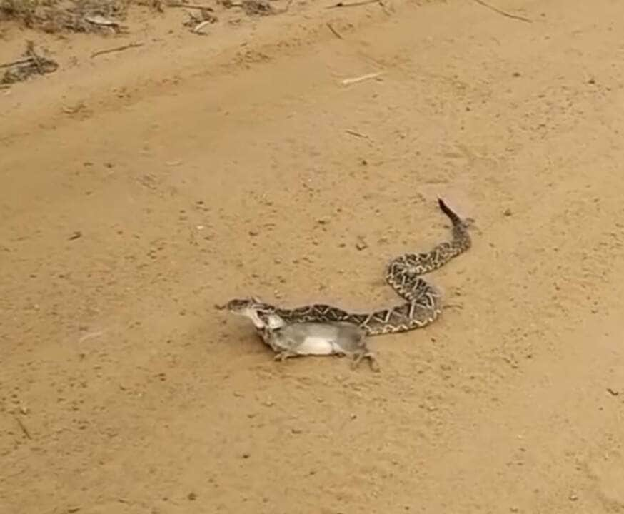 Cena selvagem na estrada: cobra cascavel surpreende ao predar preá em flagrante único