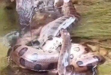 Espetacular encontro de duas sucuris em possível acasalamento surpreende visitantes