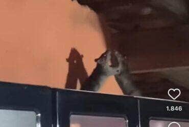 Ratos se enfrentam em uma batalha de boxe que ganha o coração da Internet