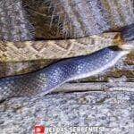 Rei das Serpentes flagra cobra comendo outra cobra!