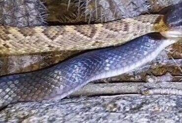 A Madrugada gélida testemunha o confronto brutal entre mussurana e cascavel nas terras inexploradas de Pernambuco