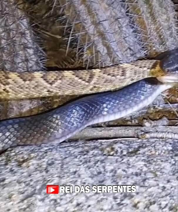 A Madrugada gélida testemunha o confronto brutal entre mussurana e cascavel nas terras inexploradas de Pernambuco