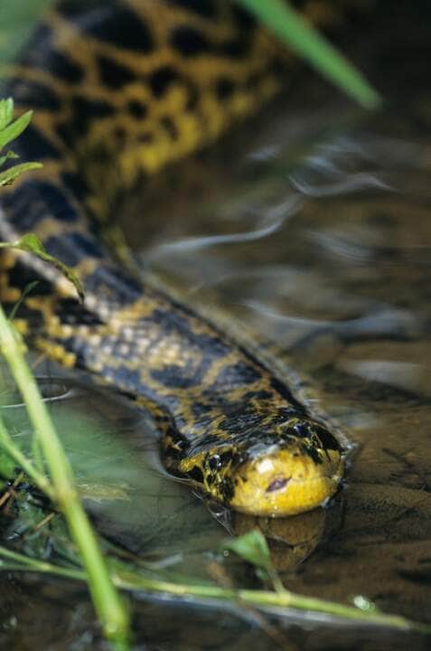 Yellow anaconda (Eunectes notaeus) in water, vertical view - Fotos do Canva