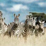 Zebras - Fotos do Canva1 (1)