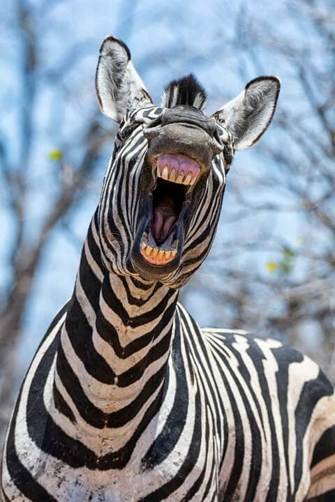 Zebras selvagens ao ar livre - Fotos do Canva