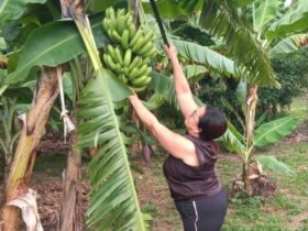 Produtora estima colheita de 300 cachos de banana na primeira colheita - Foto por: Arquivo pessoal