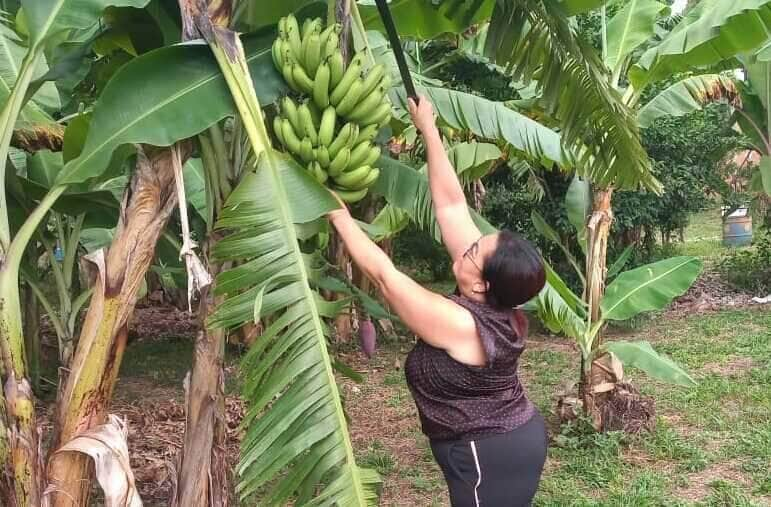 Produtora estima colheita de 300 cachos de banana na primeira colheita - Foto por: Arquivo pessoal