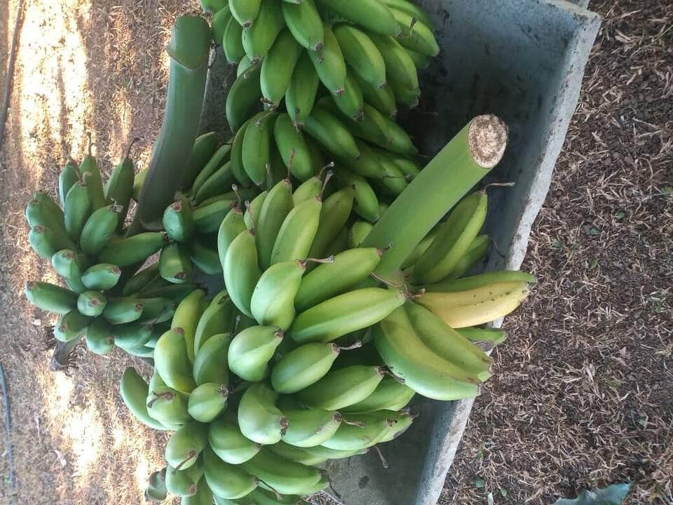 agricultora familiar colhe frutos de mudas que recebeu do governo um incentivo para a gente ficar no sitio interna 1 2024 02 05 898534833 rotated