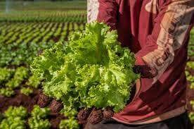 Agricultores familiares de SC irão fornecer 30,5 toneladas de alimentos pelo PAA - Foto: Divulgação