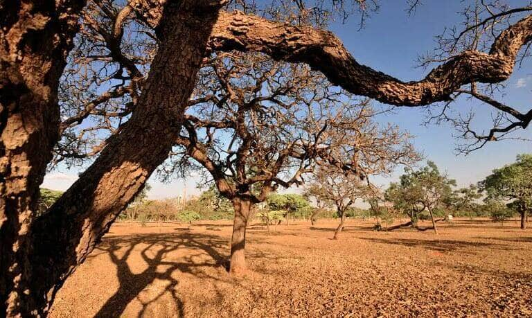 ANA lança estudo sobre impactos da mudança climática em quatro regiões do Brasil - Foto: Arquivo/Agência Brasil