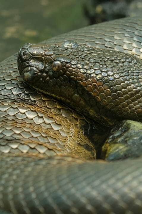 anaconda snake - Fotos do Canva
