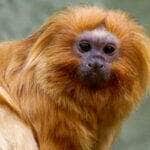 A campanha pelo mico-leão-dourado foi uma das 27 moções aprovadas no CBUC, considerado o maior evento da América Latina sobre meio ambiente e áreas protegidas Por: Arquivo/Marcello Casal Jr/Agência Brasil