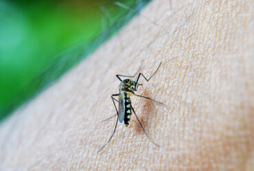 Mosquito da Dengue, Aedes Aegypti, picada. Foto: nuzeee/Pixabay