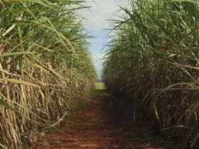 Brasil e Tailândia encerram contencioso na OMC sobre subsídios ao setor de cana e de açúcar - Foto: Elza Fiuza/Agência Brasil
