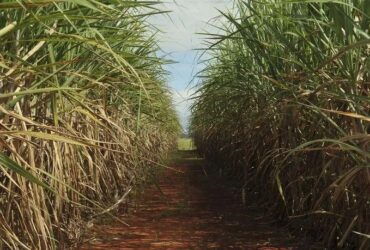 Brasil e Tailândia encerram contencioso na OMC sobre subsídios ao setor de cana e de açúcar - Foto: Elza Fiuza/Agência Brasil