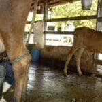 Brasil, Emirados Árabes Unidos e Cuba firmam parceria em segurança alimentar na América Latina - Foto: Marcelo Camargo/Agência Brasil