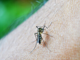 Epidemia de dengue: Mato Grosso registra mais de 4 mil casos suspeitos em 2024 Foto: nuzeee/Pixabay