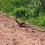 Flagra Inusitado: Acasalamento de Cobras Cascavéis Viraliza nas Redes Sociais