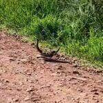 Casal de cobras cascavéis em acasalamento: Um espetáculo da natureza que nos convida à reflexão