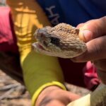 Youtuber surpreende ao encontrar cobra cascavel coberta por carrapatos