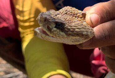 Youtuber surpreende ao encontrar cobra cascavel coberta por carrapatos