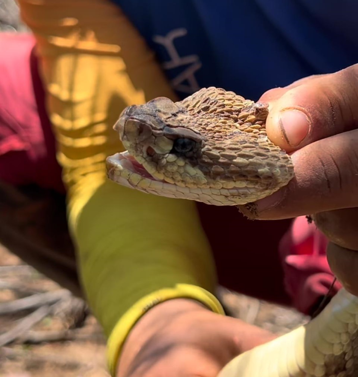 Youtuber surpreende ao encontrar cobra cascavel coberta por carrapatos