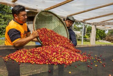 Chamada seleciona 10 projetos para alimentação sustentável na Amazônia Legal -