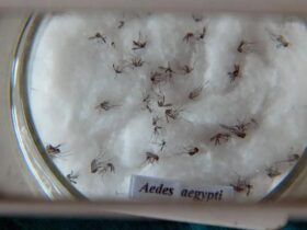 “Combate à dengue está concentrado no controle dos focos do mosquito transmissor”, diz ministra - Foto: Arquivo/Agência Brasil