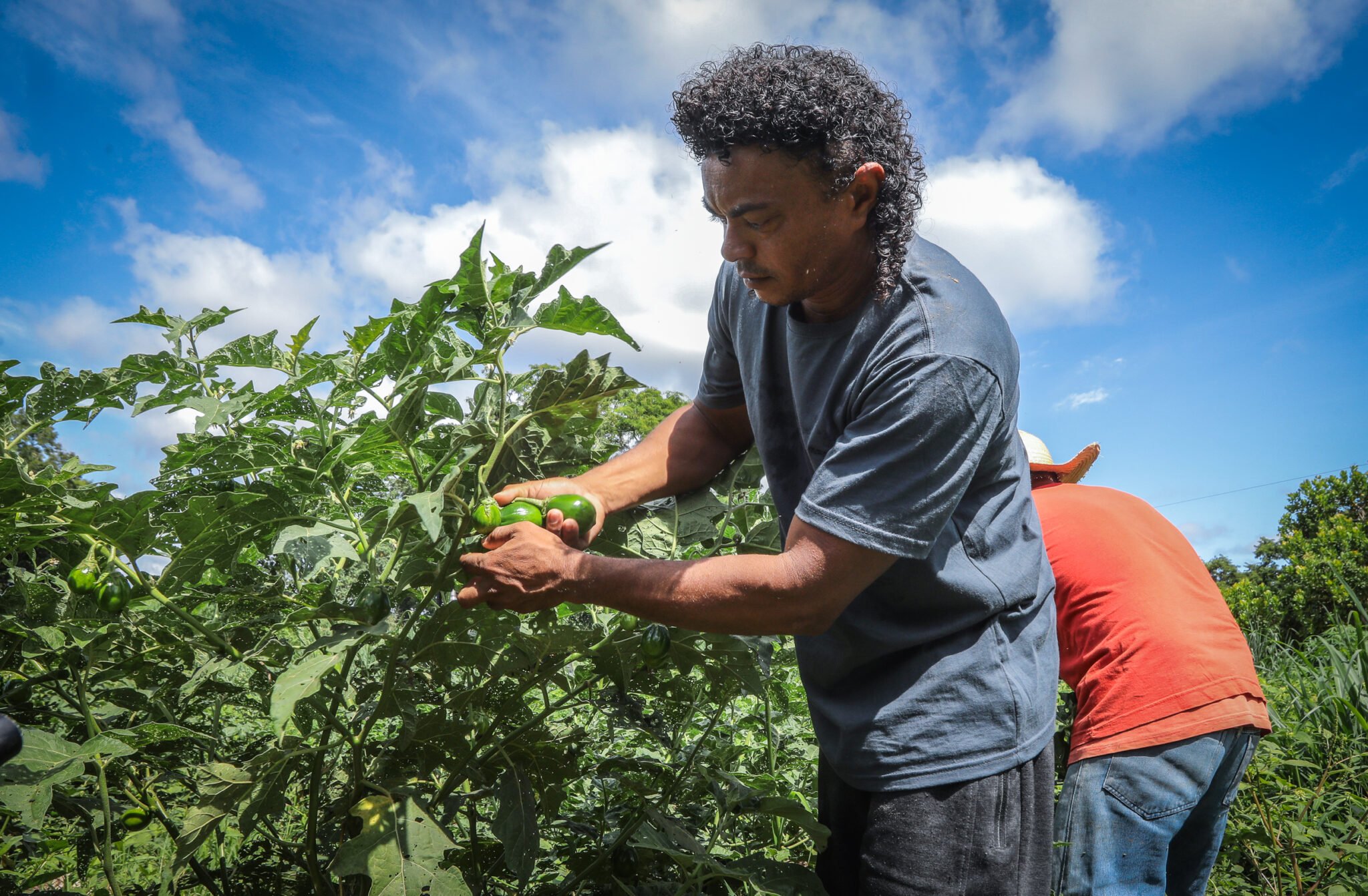 comunidades quilombolas aumentam producao agricola com veiculos entregues pelo governo de mt interna 1 2024 02 28 2186590479 scaled