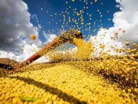 Conab aponta para uma produção de grãos em 299,8 milhões de toneladas - Foto: Arquivo/Agência Brasil
