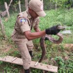 A equipe especializada em resgate de animais silvestres compareceu ao local e capturou a cobra com segurança.