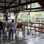 Crédito especial para cooperativas de agricultura familiar já está disponível - Foto: Divulgação/MDA