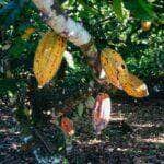 Mudas foram entregues pelo Programa MT Produtivo Cacau - Foto por: Seaf-MT