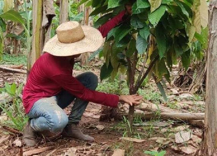 cultivo de cacau ganha espaco em mt com mudas distribuidas pelo governo interna 1 2024 02 16 803058362