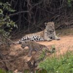 "Harmonia Selvagem: Onça-Pintada e Filhotes Desfrutam de Momento Sereno no Coração do Pantanal"