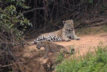 "Harmonia Selvagem: Onça-Pintada e Filhotes Desfrutam de Momento Sereno no Coração do Pantanal"