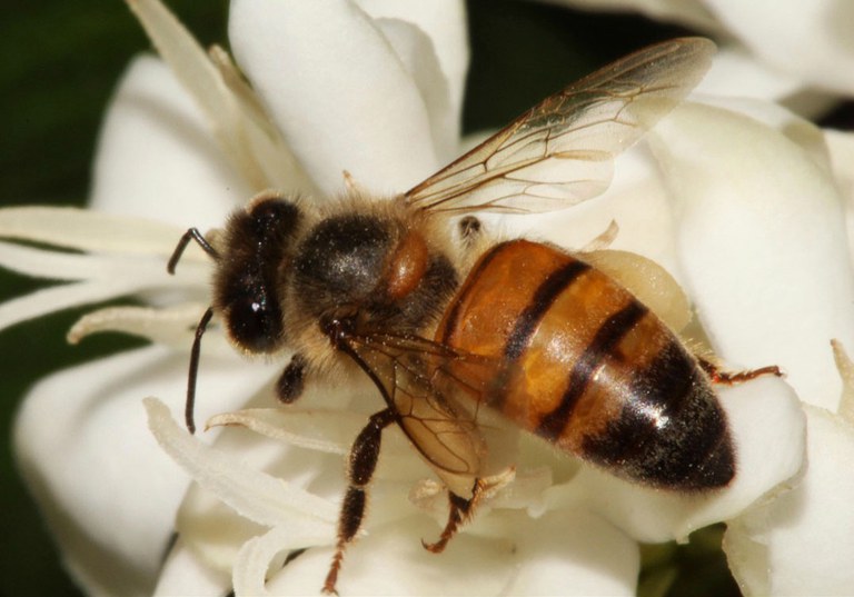 Ibama restringe uso de agrotóxico prejudicial a abelhas - Foto: Divulgação/Ibama