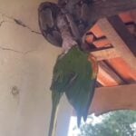 Jiboia captura papagaio em cena impressionante flagrada em casa