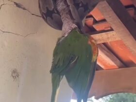 Jiboia captura papagaio em cena impressionante flagrada em casa