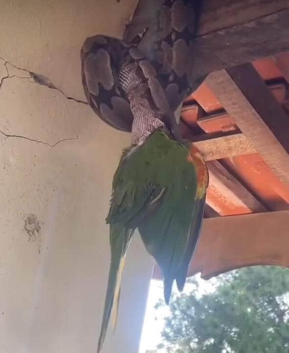 Jiboia captura papagaio em cena impressionante flagrada em casa