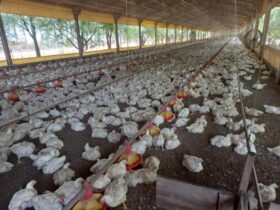 Grande parte da movimentação de animais foi de galinhas, com destino a granjas comerciais - Foto por: Caroline Bourscheid/Indea