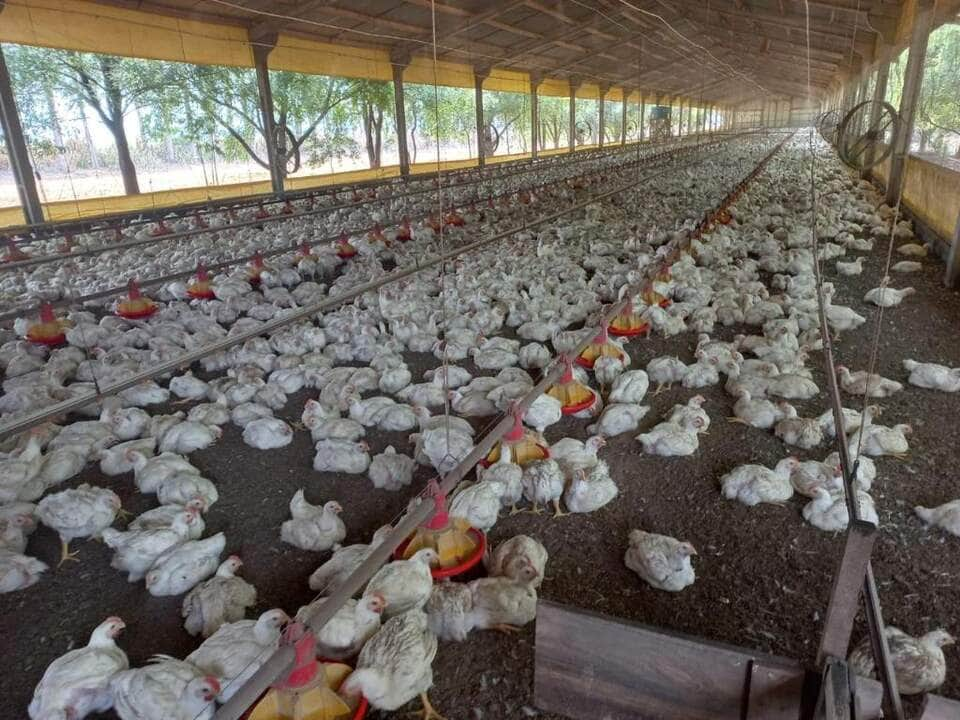 Grande parte da movimentação de animais foi de galinhas, com destino a granjas comerciais - Foto por: Caroline Bourscheid/Indea